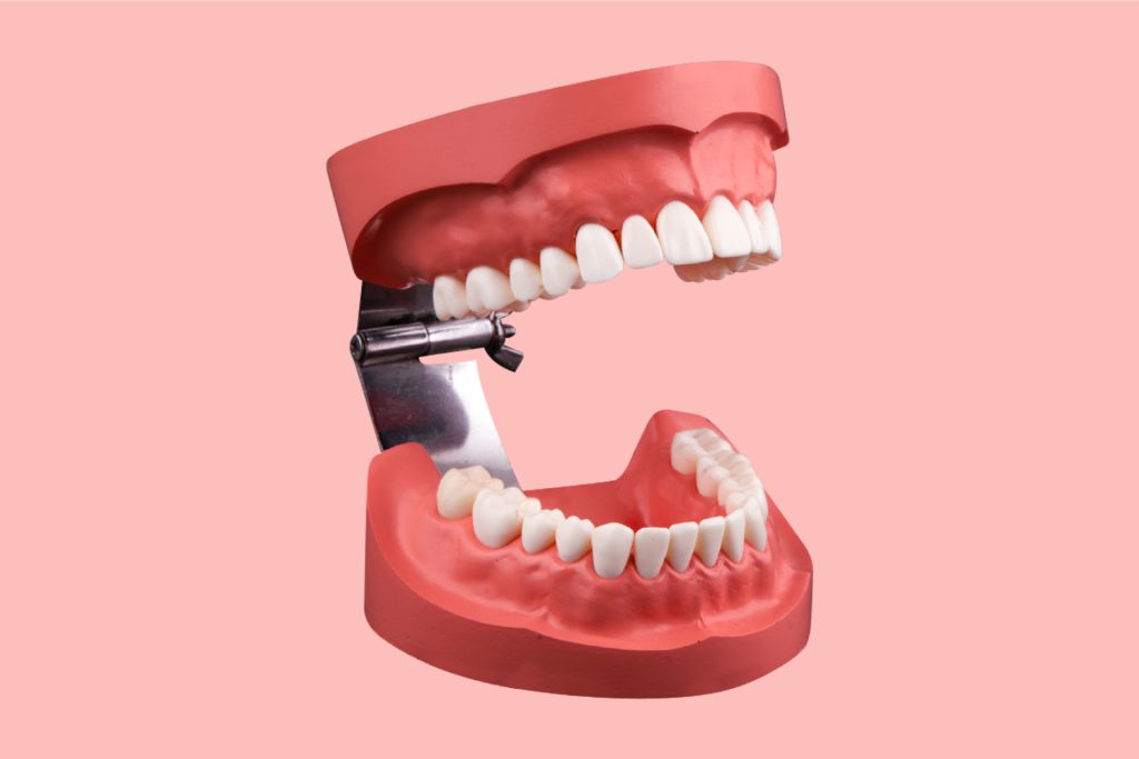 مدل نمایشی بهداشت دهان و دندان با لولا استیل