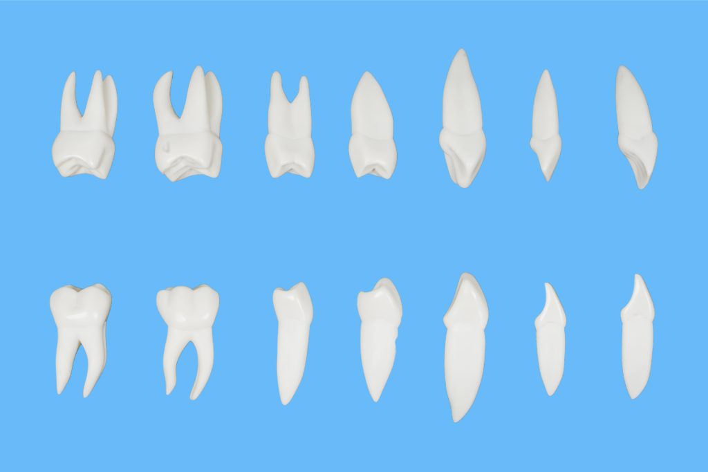 ست آموزشی آناتومی دندان
